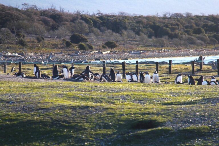 pinguino2