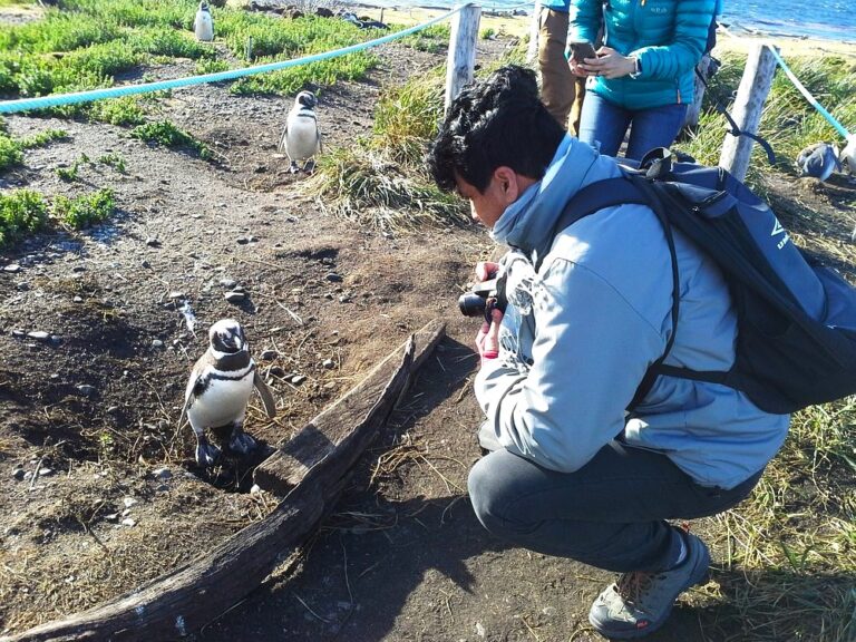 pinguino3