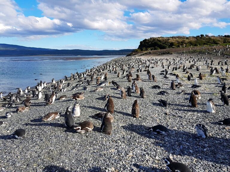 pinguino4